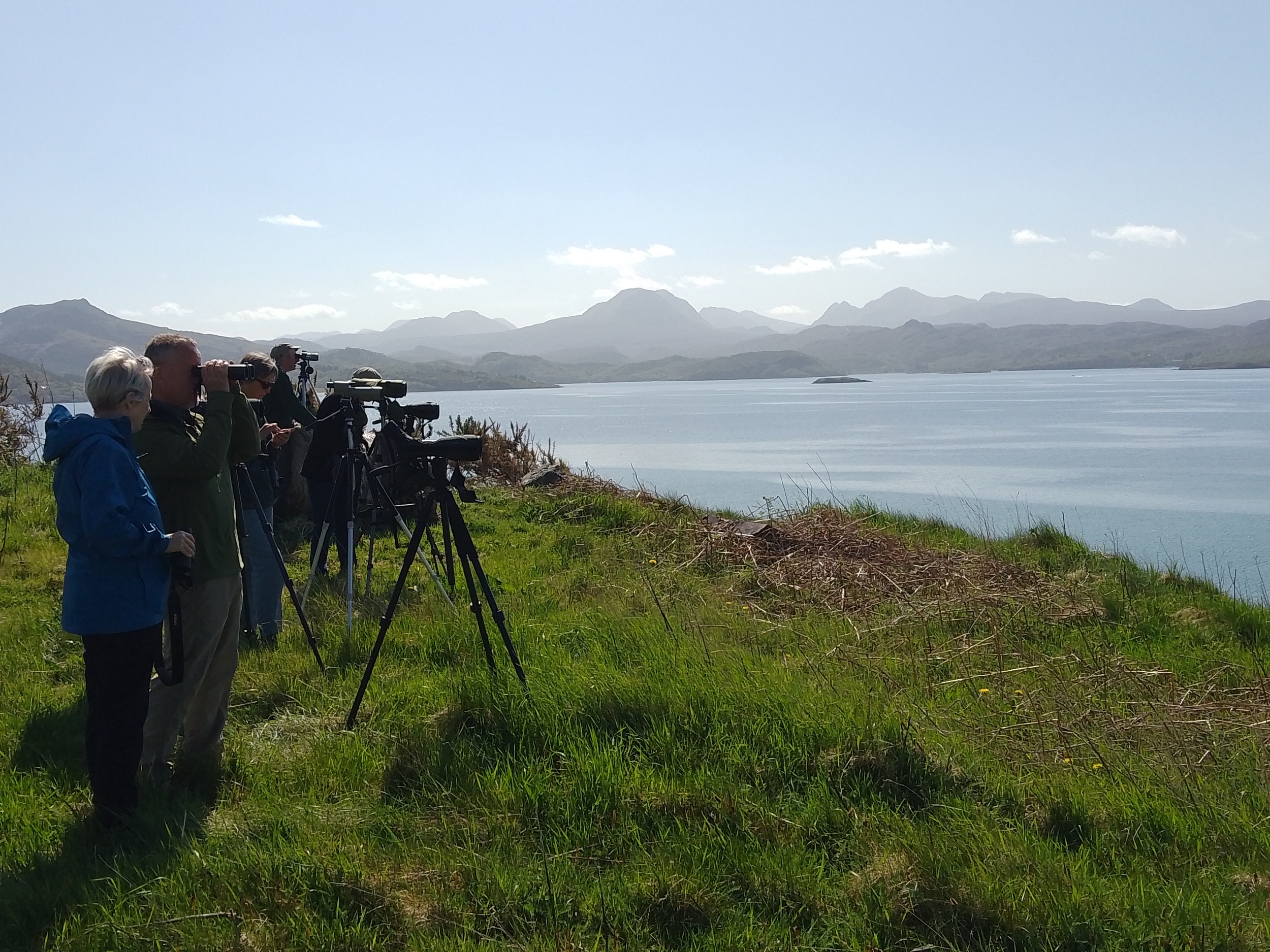 Short Eared Owl - Top Banner