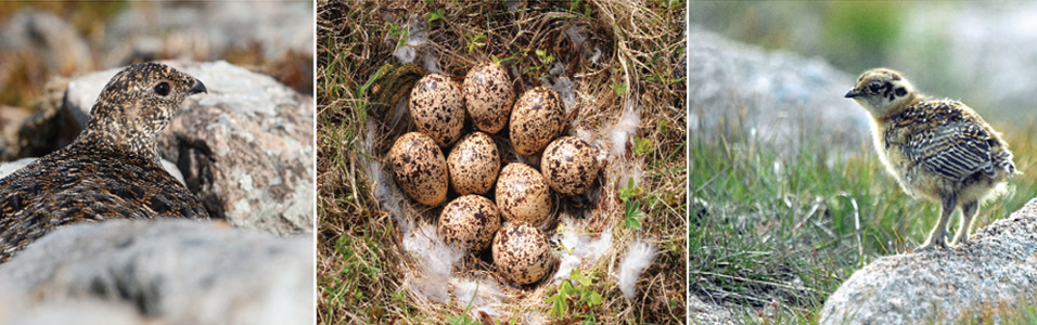 north-east-scotland-breeding-birds-banner-image