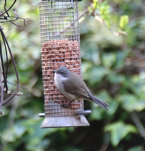 Lesser Whitethroat re-sized