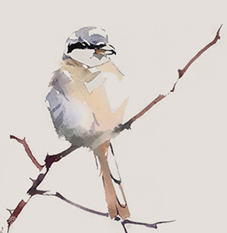 789px Spottedquoll 2005 Seanmcclean