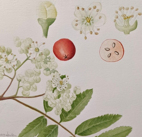 Botanical Art Exhibition
