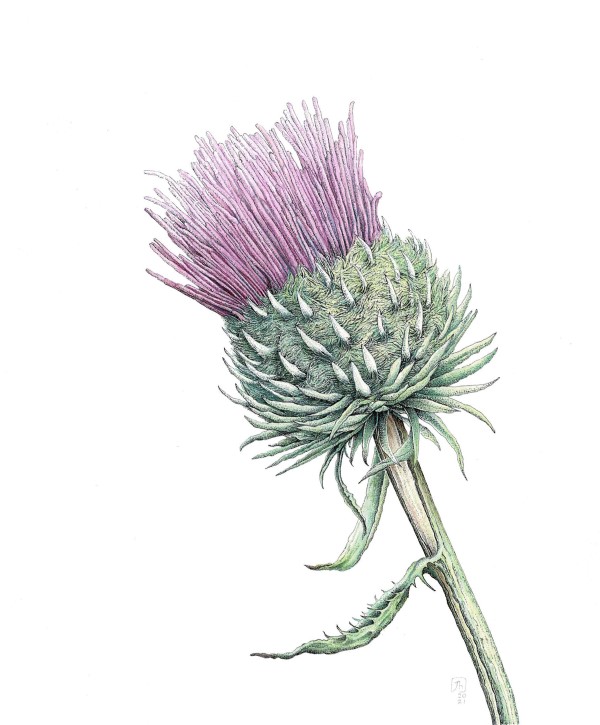 Botanical Art Exhibition