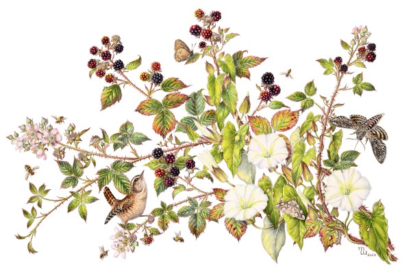 Botanical Art Exhibition