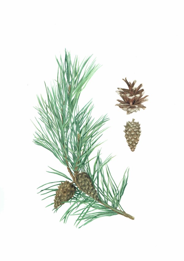 Botanical Art Exhibition