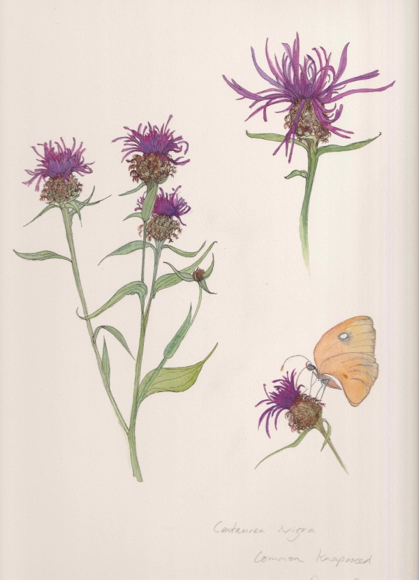 Botanical Art Exhibition