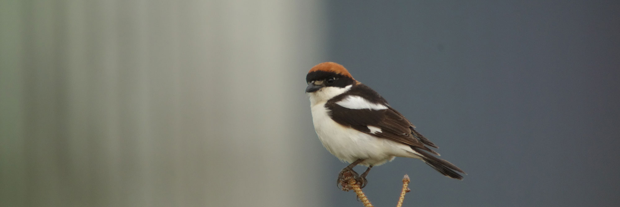 Short Eared Owl - Top Banner