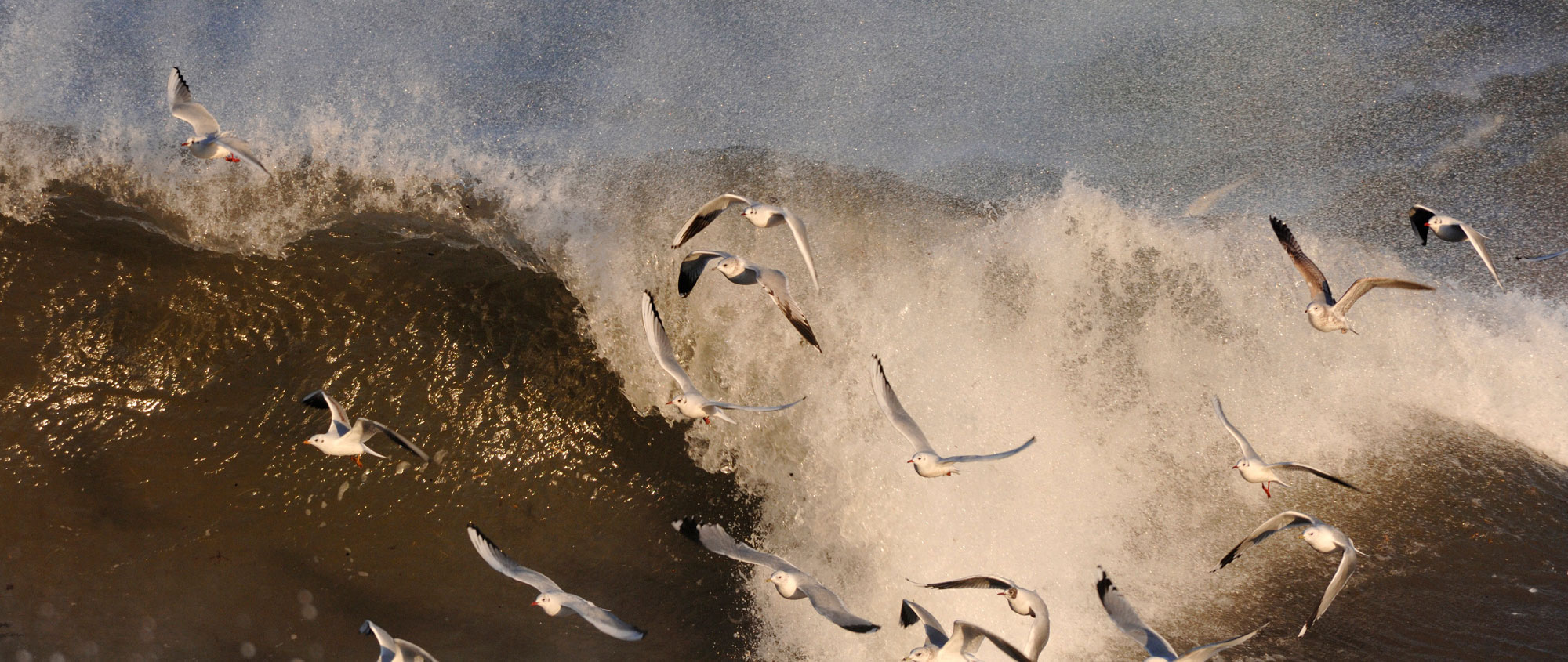 Gulls by Laurie Campbell