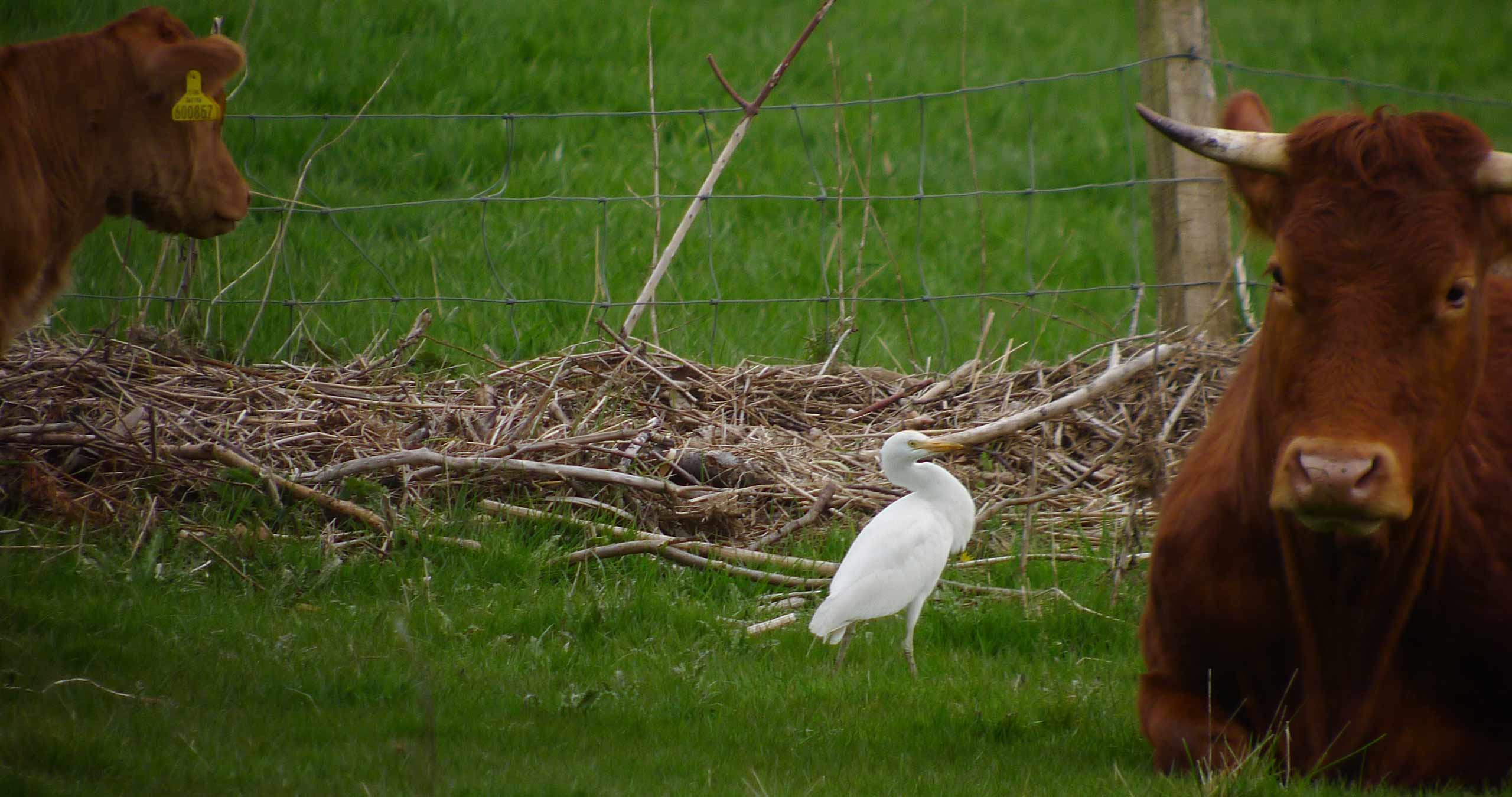 Cattle Egret