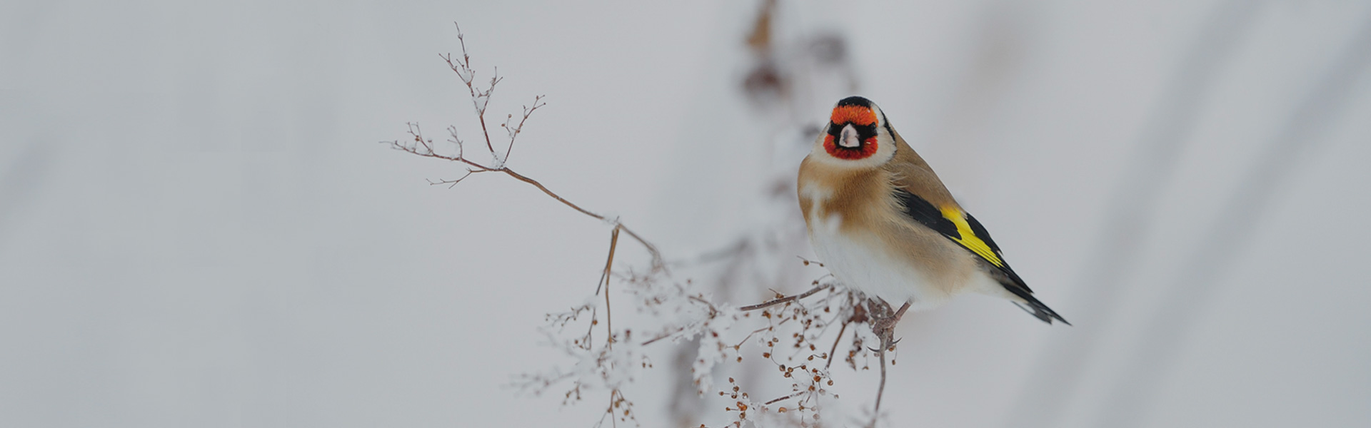 Scotland's Bird Club