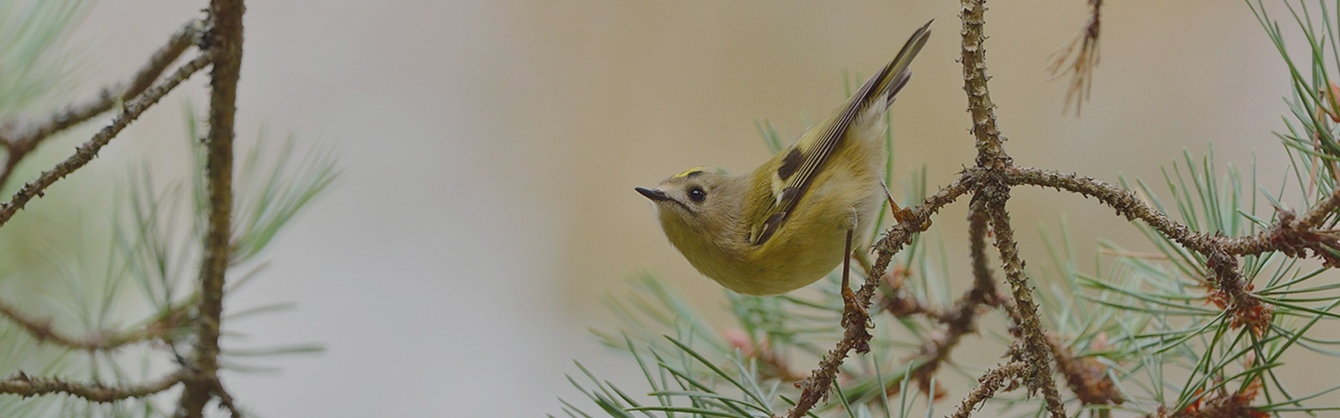 Scotland's Bird Club