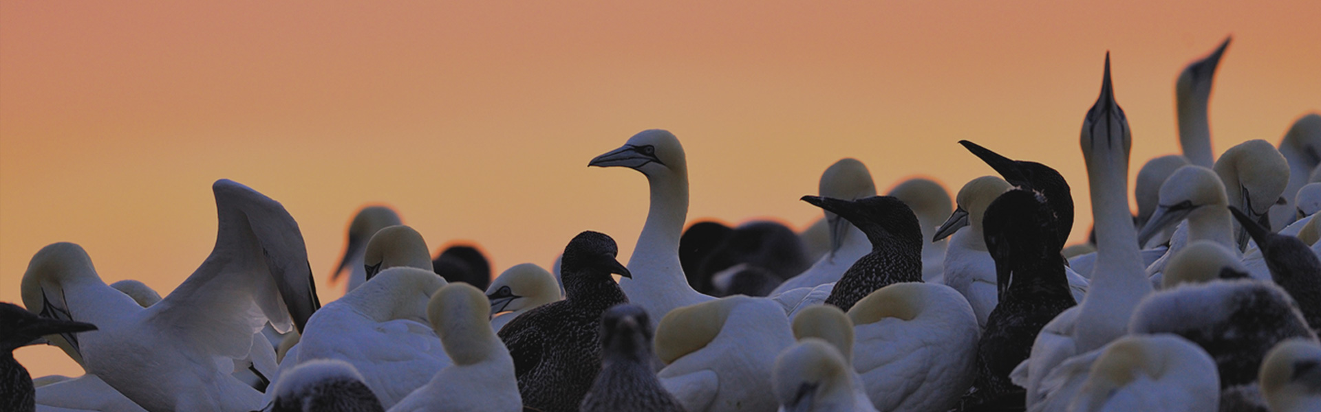 Scotland's Bird Club
