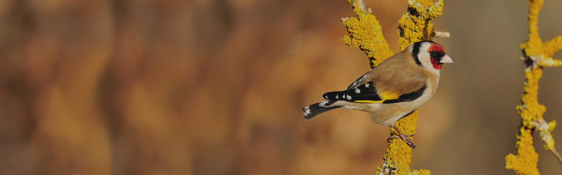 Scotland's Bird Club
