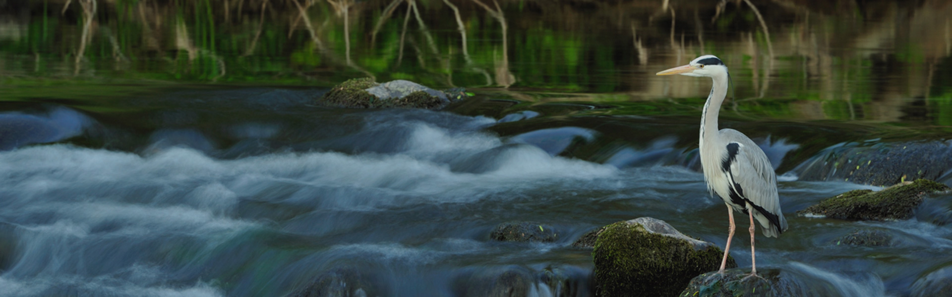 Scotland's Bird Club