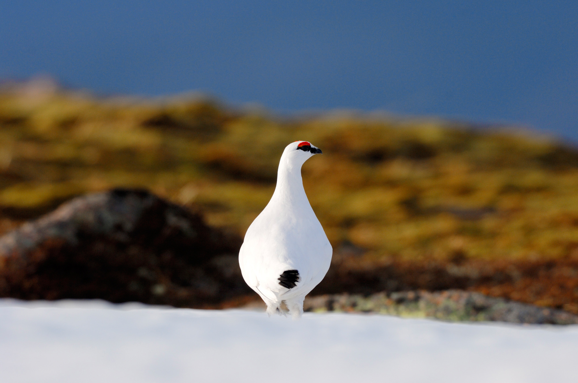 Ptarmigan