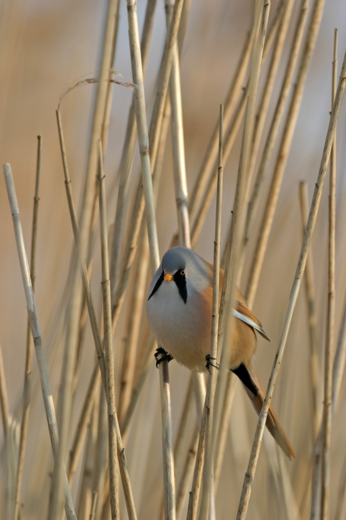 Bearded Tit copyright Eric McCabe, www.wildscot.co.uk