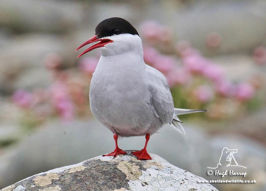 Arctic Tern by Hugh Harrop