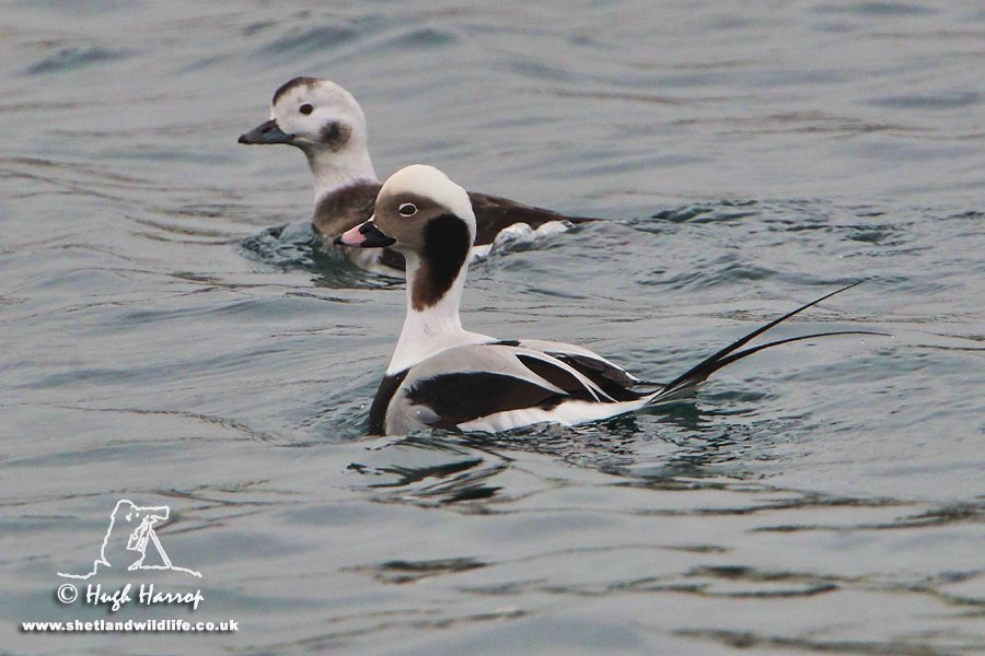 Long-tailed Ducks by Hugh Harrop