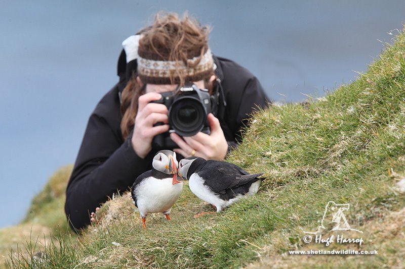 Photographing Puffins by Hugh Harrop