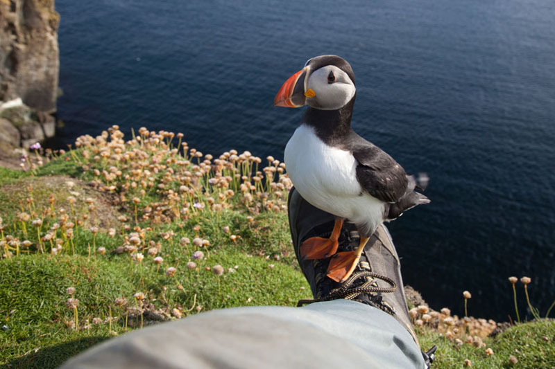 Puffin-on-foot-copyright-Dr-Christian-Hieronymus-Fried