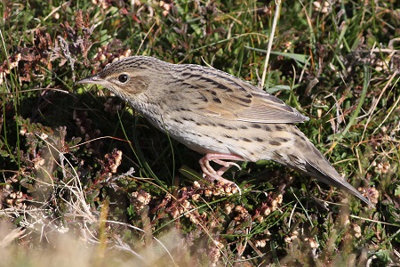 Lanceolated Warbler © David Parnaby