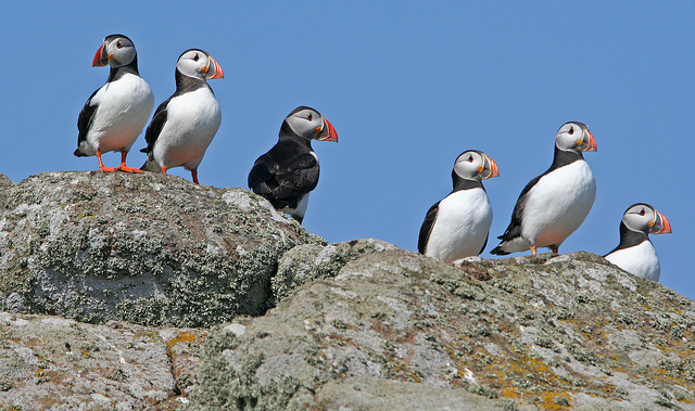 Puffins, Isle of May © Jonathan Osborne