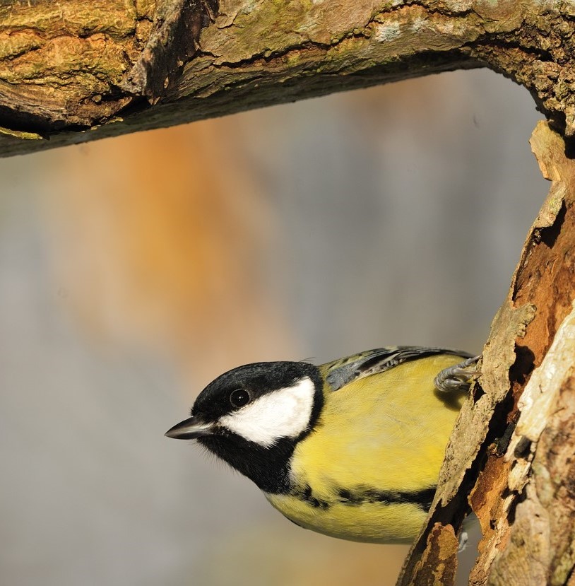 Scotland's Bird Club