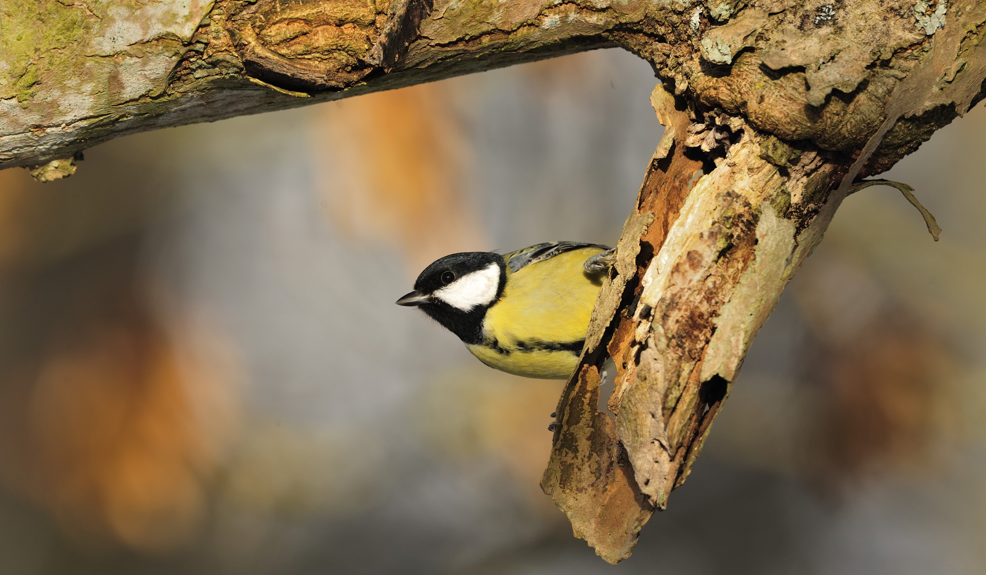 Scotland's Bird Club