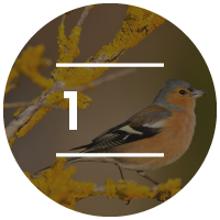 The birds come first