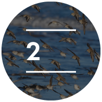 Be a Birding Ambassador