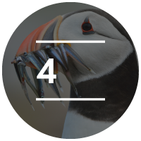 Make your sightings count