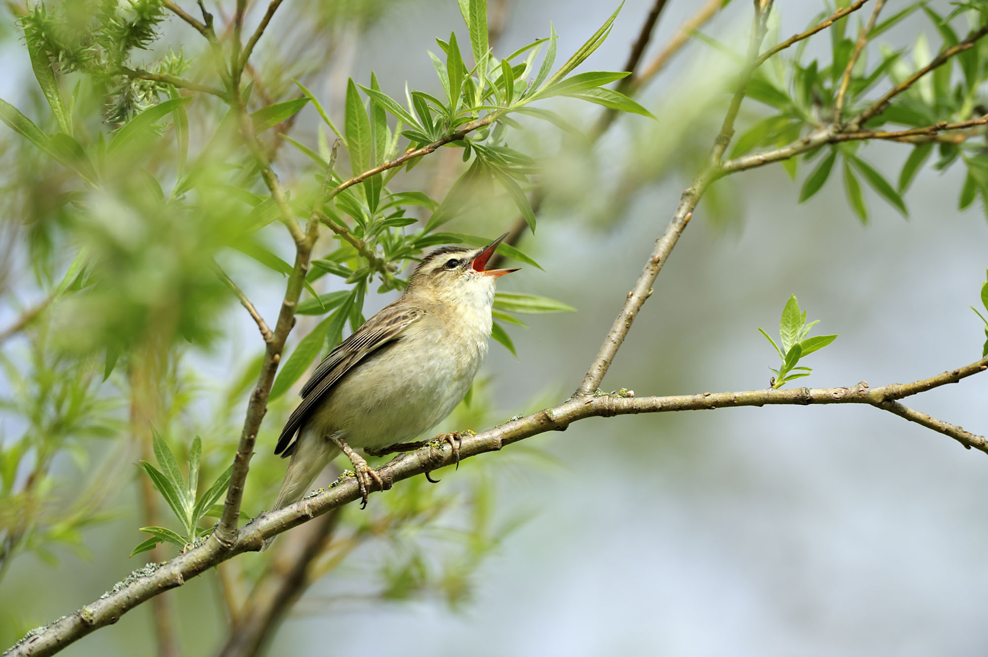 Sedge Warbler Top Banner