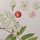 Botanical Art Exhibition