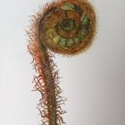 Botanical Art Exhibition