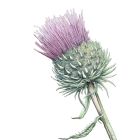 Botanical Art Exhibition