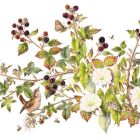Botanical Art Exhibition