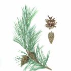 Botanical Art Exhibition