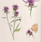 Botanical Art Exhibition