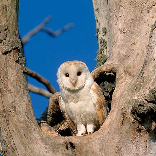 To support bird monitoring initiatives